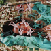 Toy Soldiers/Pinup